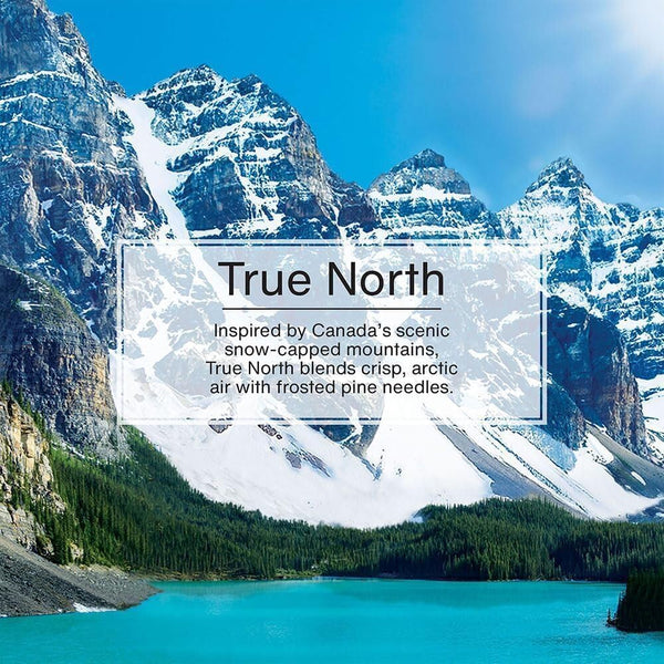 Little Trees Air Fresheners, True North (Pack of 3)