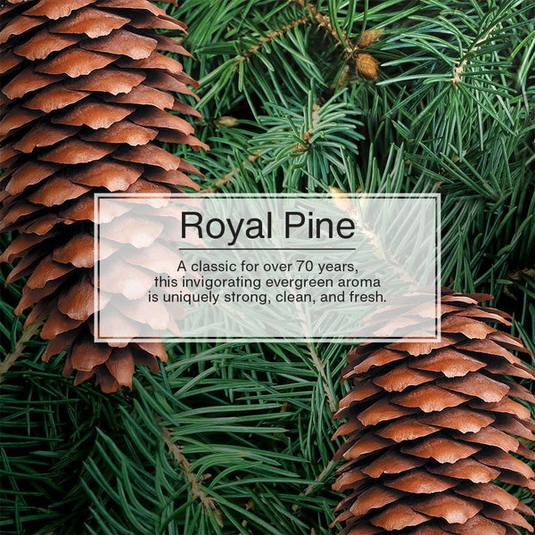 Little Trees Hanging Car and Home Air Freshener, Royal Pine Scent, 3 Pack