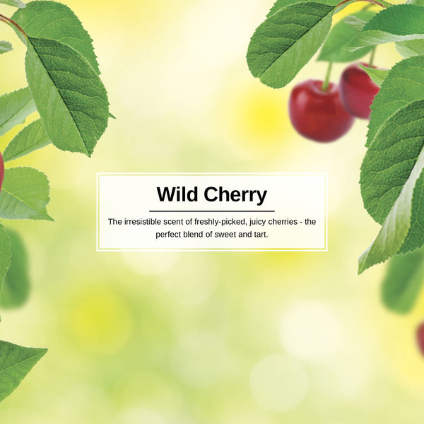 Little Trees Hanging Car Air Freshener, Wild Cherry, 1-Pack
