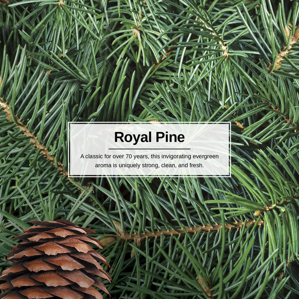 Little Trees Hanging Car Air Freshener, Royal Pine, 2-Pack