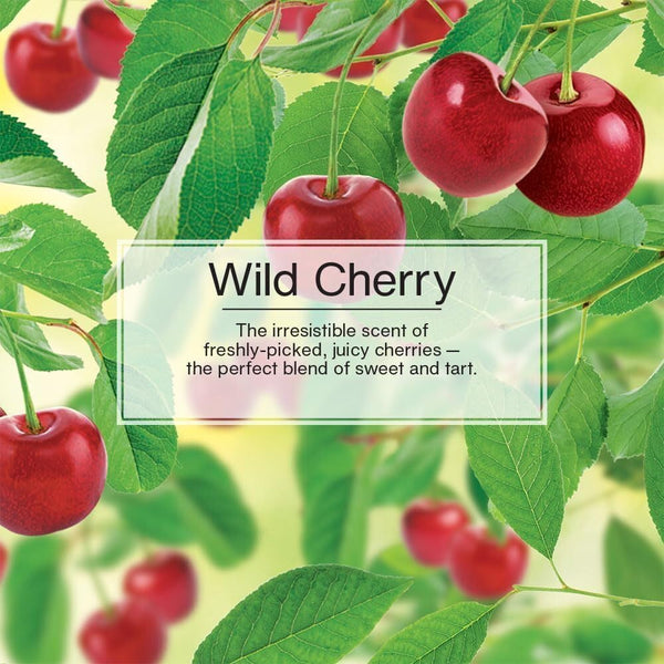 Little Trees Hanging Car Air Freshener, Wild Cherry, 2-Pack